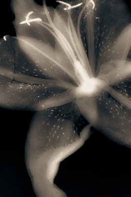 Laur&egrave;ne LE TALLEC